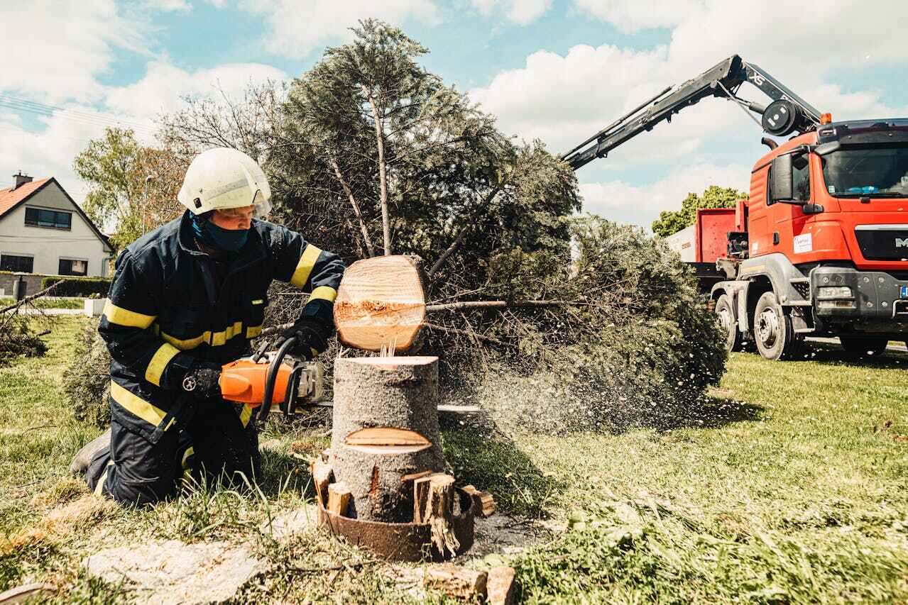 Best Large Tree Removal  in Reamstown, PA